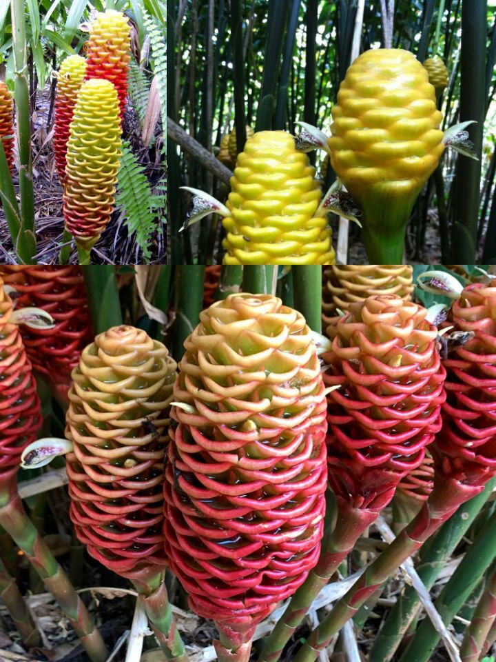 아마 본 적이 없을 특이한 식물 30종 | 인스티즈