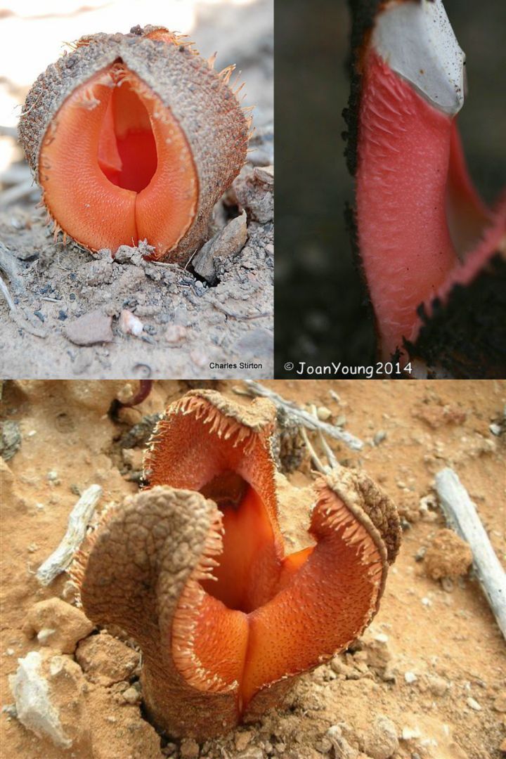 아마 본 적이 없을 특이한 식물 30종 | 인스티즈