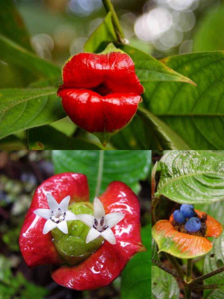 아마 본 적이 없을 특이한 식물 30종 | 인스티즈