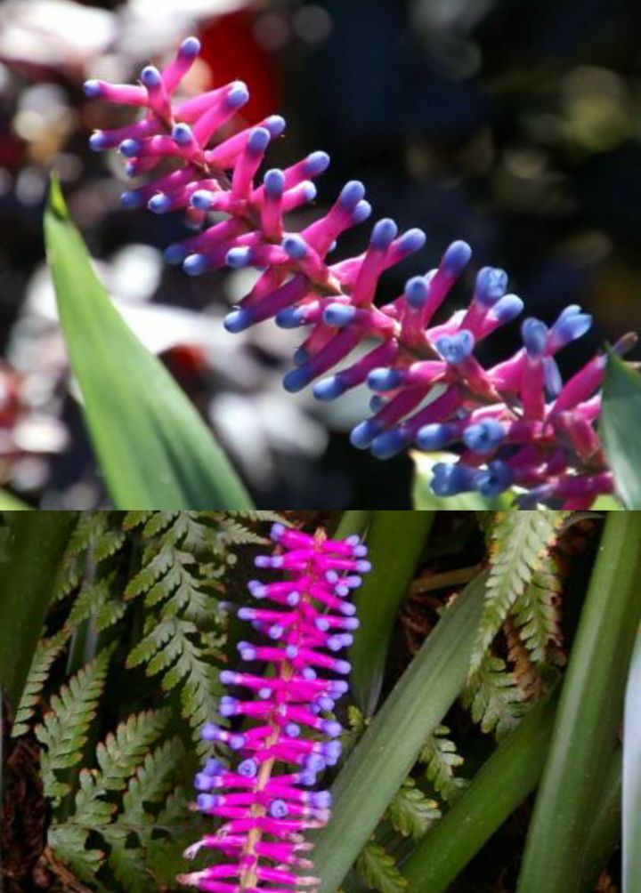 아마 본 적이 없을 특이한 식물 30종 | 인스티즈