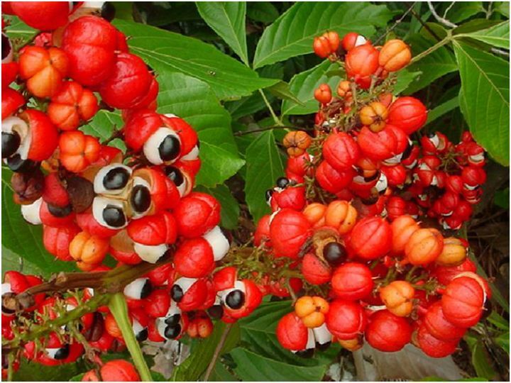 아마 본 적이 없을 특이한 식물 30종 | 인스티즈