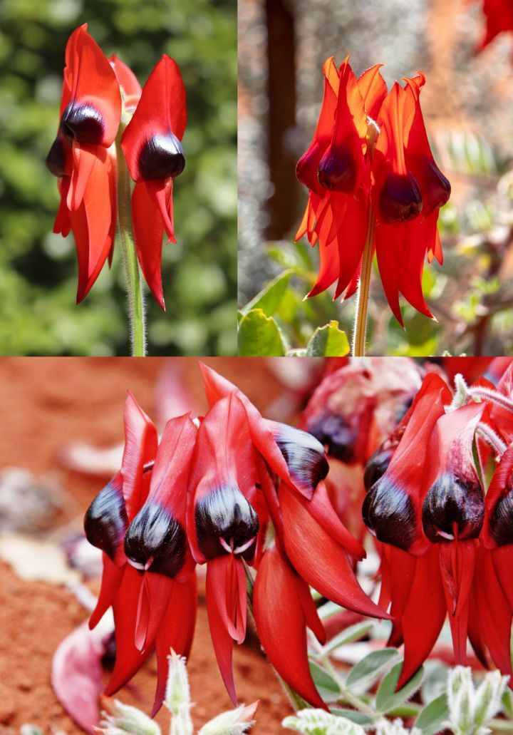 아마 본 적이 없을 특이한 식물 30종 | 인스티즈