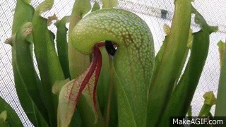 아마 본 적이 없을 특이한 식물 30종 | 인스티즈