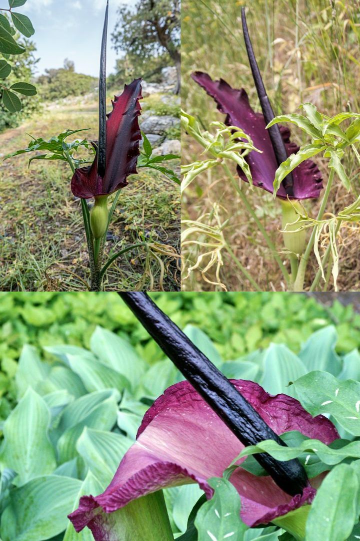 아마 본 적이 없을 특이한 식물 30종 | 인스티즈