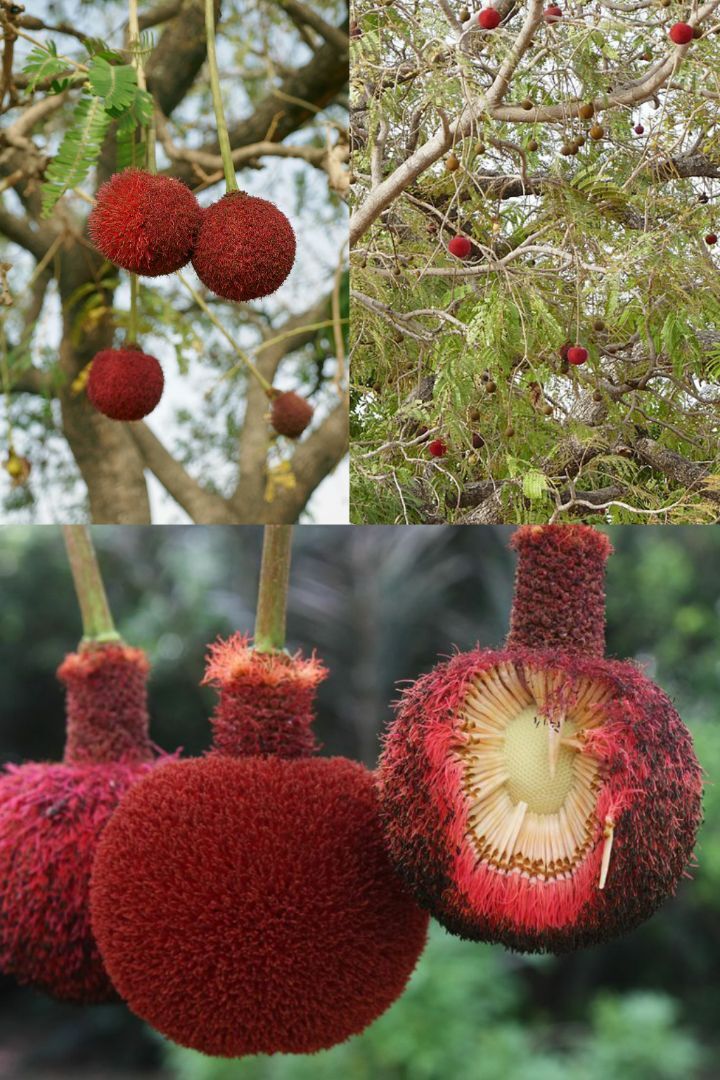 아마 본 적이 없을 특이한 식물 30종 | 인스티즈