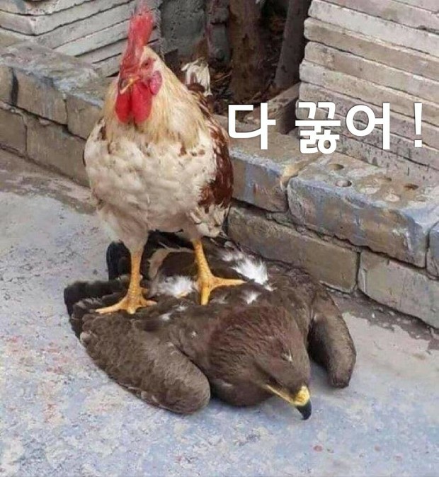 닭집 이미지