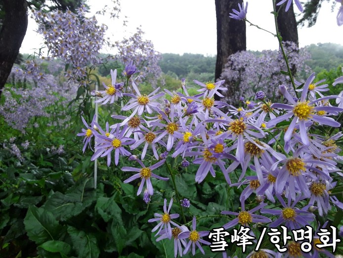 구월의정원 이미지