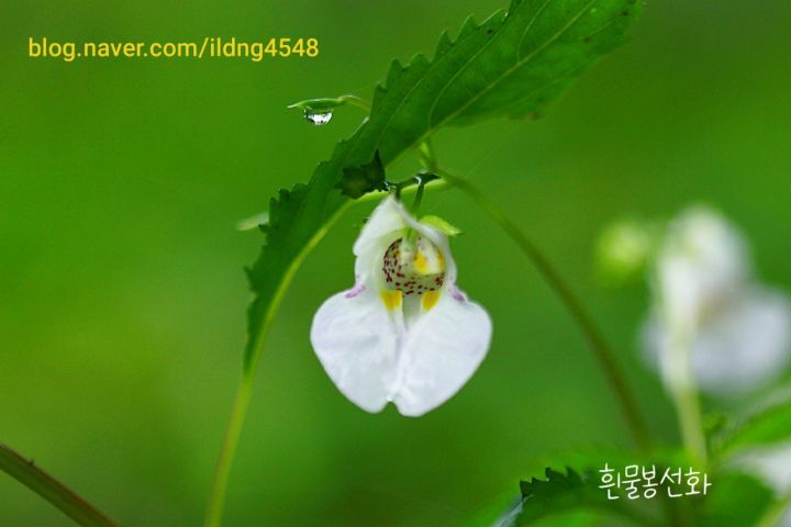 꽃향기 이미지
