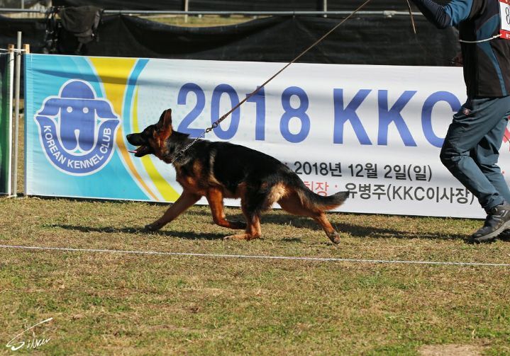 파코 이미지
