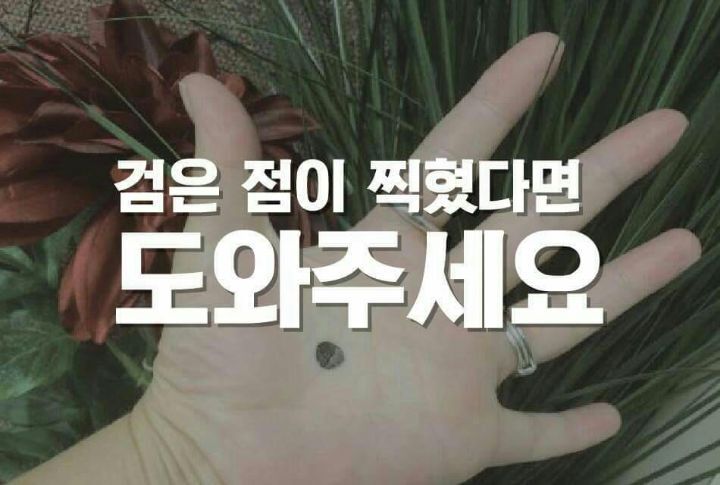 블랙닷 이미지