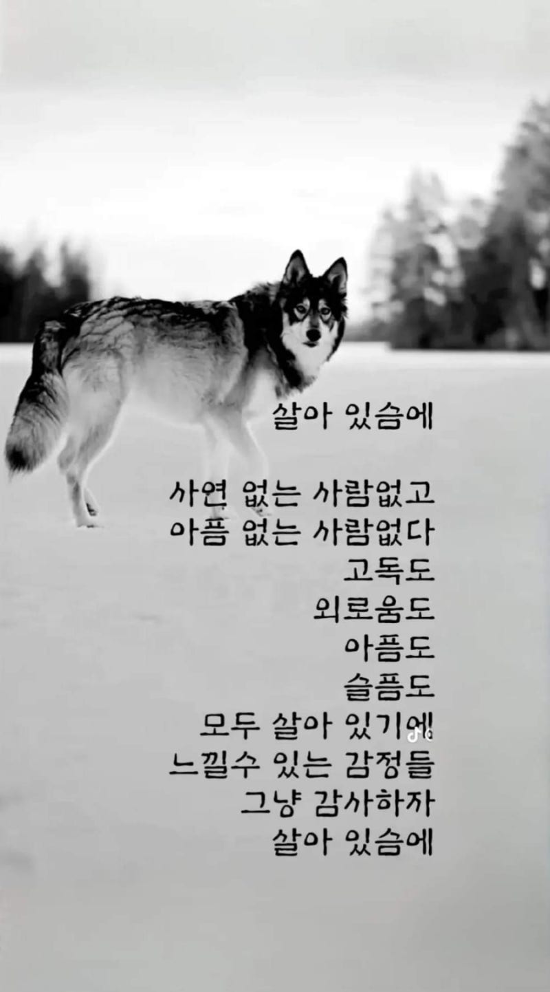 아랑고고장구 이미지