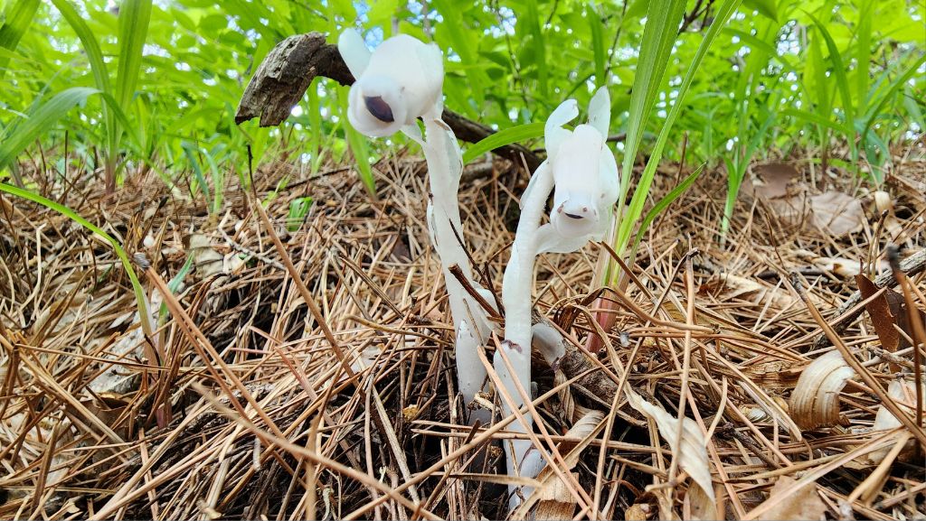 영축산 이미지