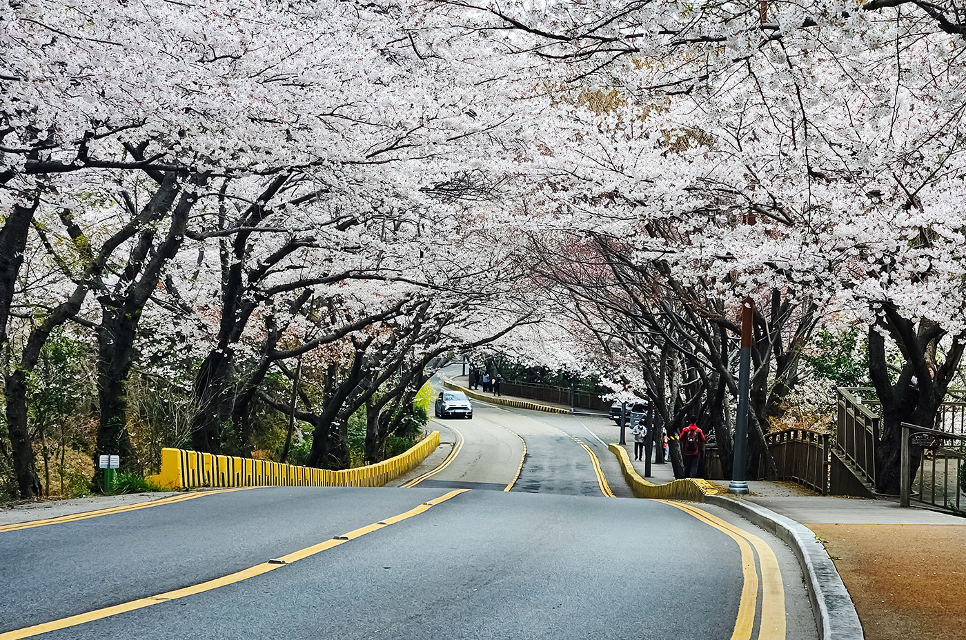 달맞이 이미지