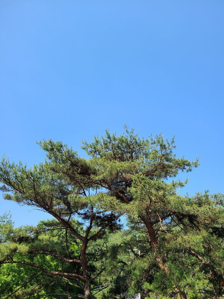 푸른소나무 이미지