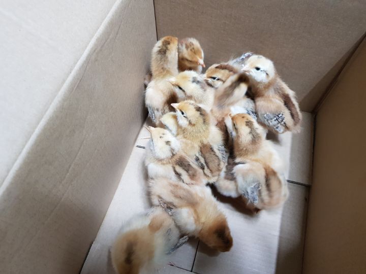 노란병아리 이미지