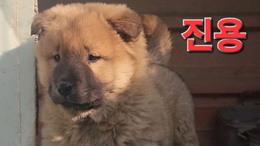 진용 이미지