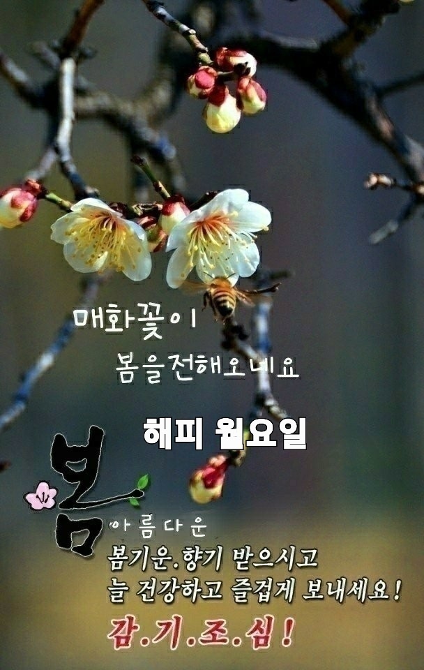 고우니 이미지