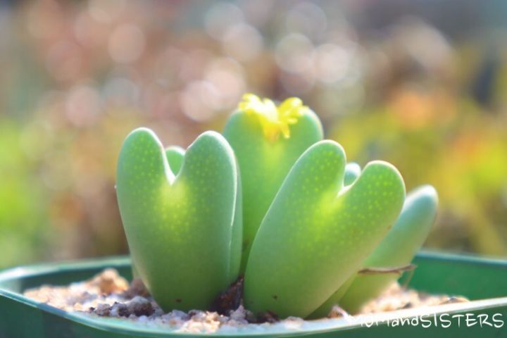 우리;꽃 이미지