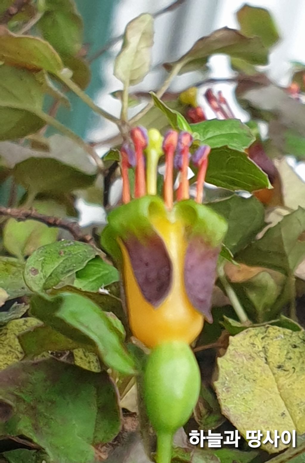 프로컴 이미지