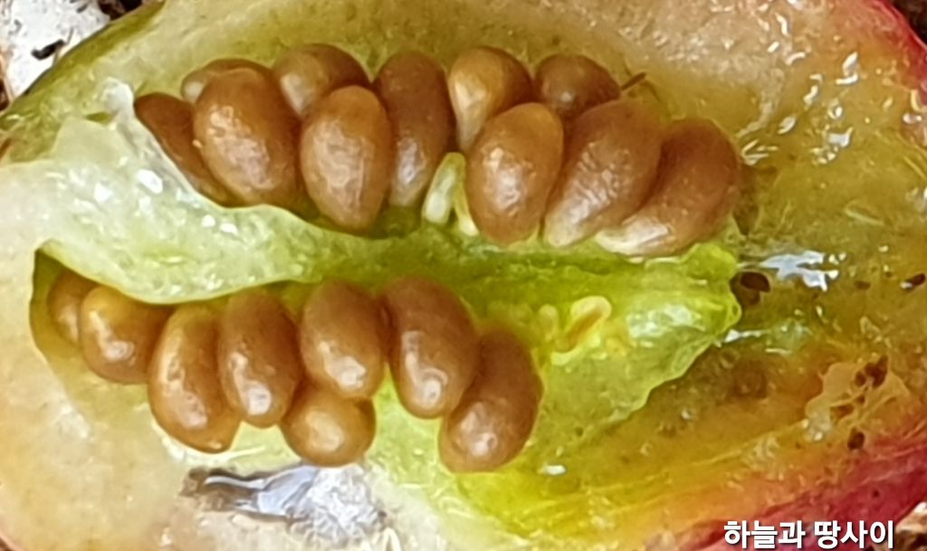 프로컴 이미지