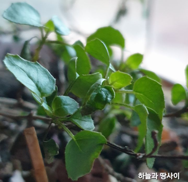 프로컴 이미지