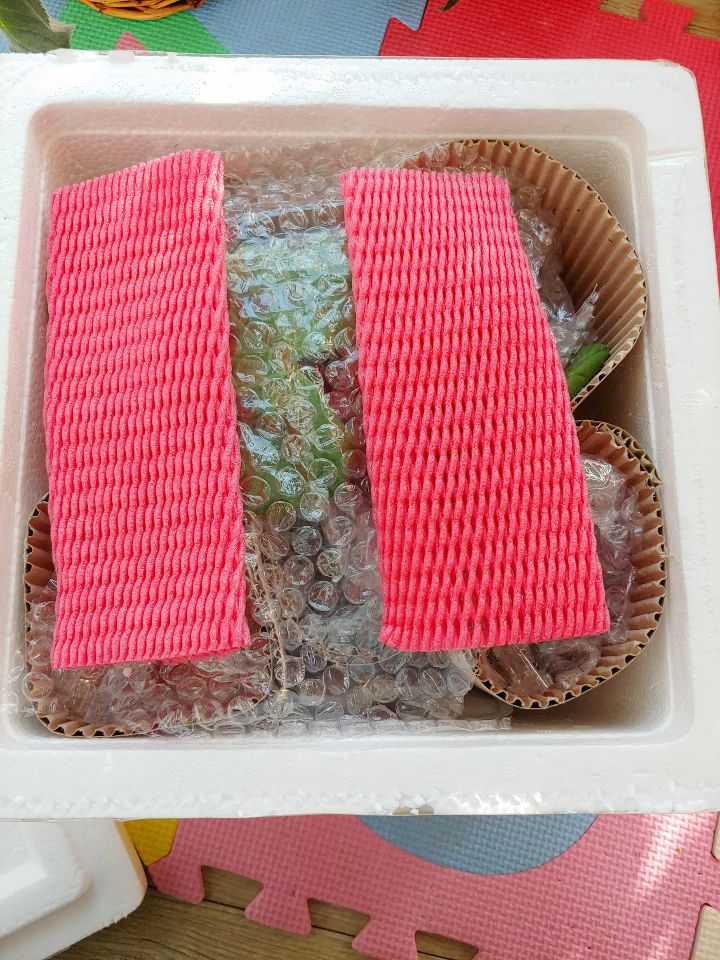 꽃핀들 이미지