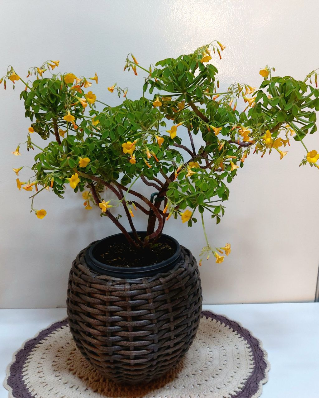 산미 이미지