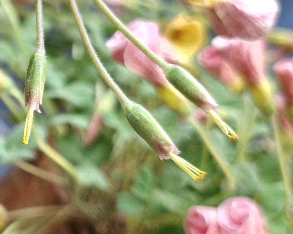 일꾼 이미지
