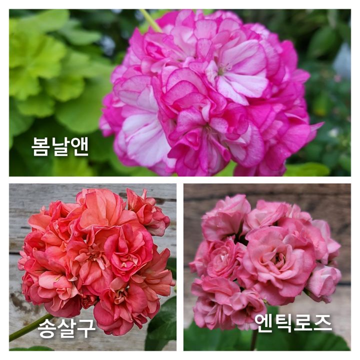 꽃핀들 이미지