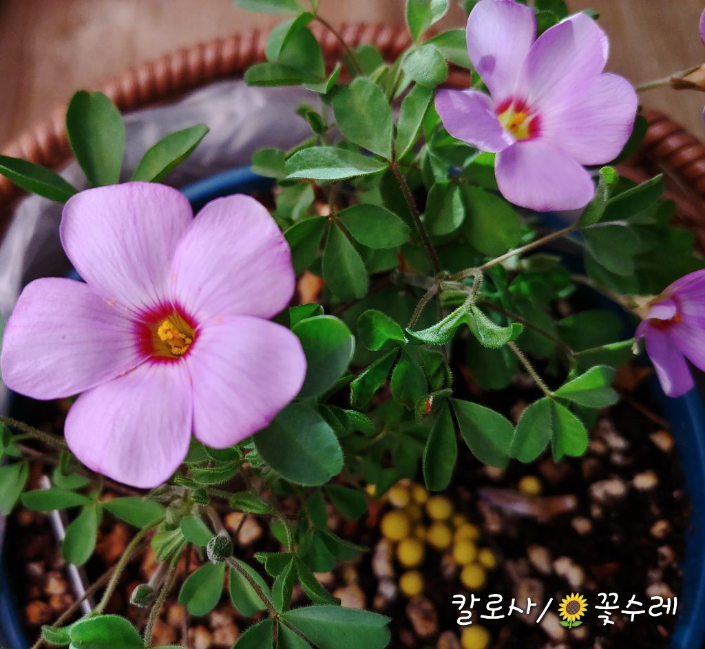 꽃수레 이미지
