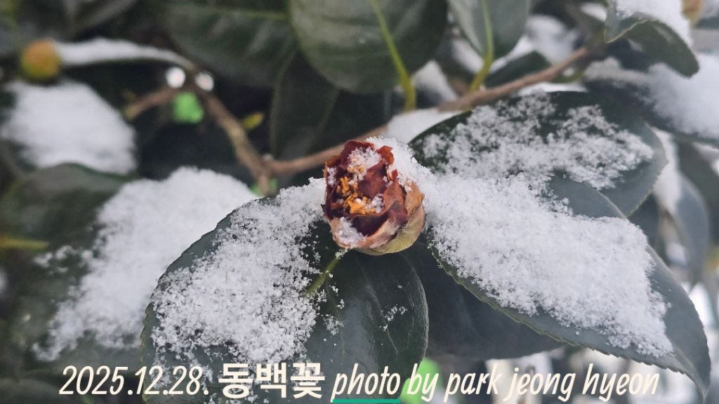 설향 이미지