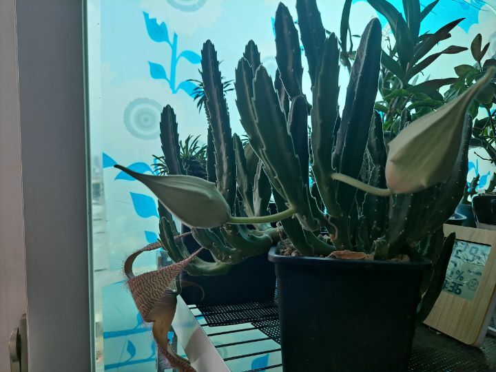 안나유 이미지