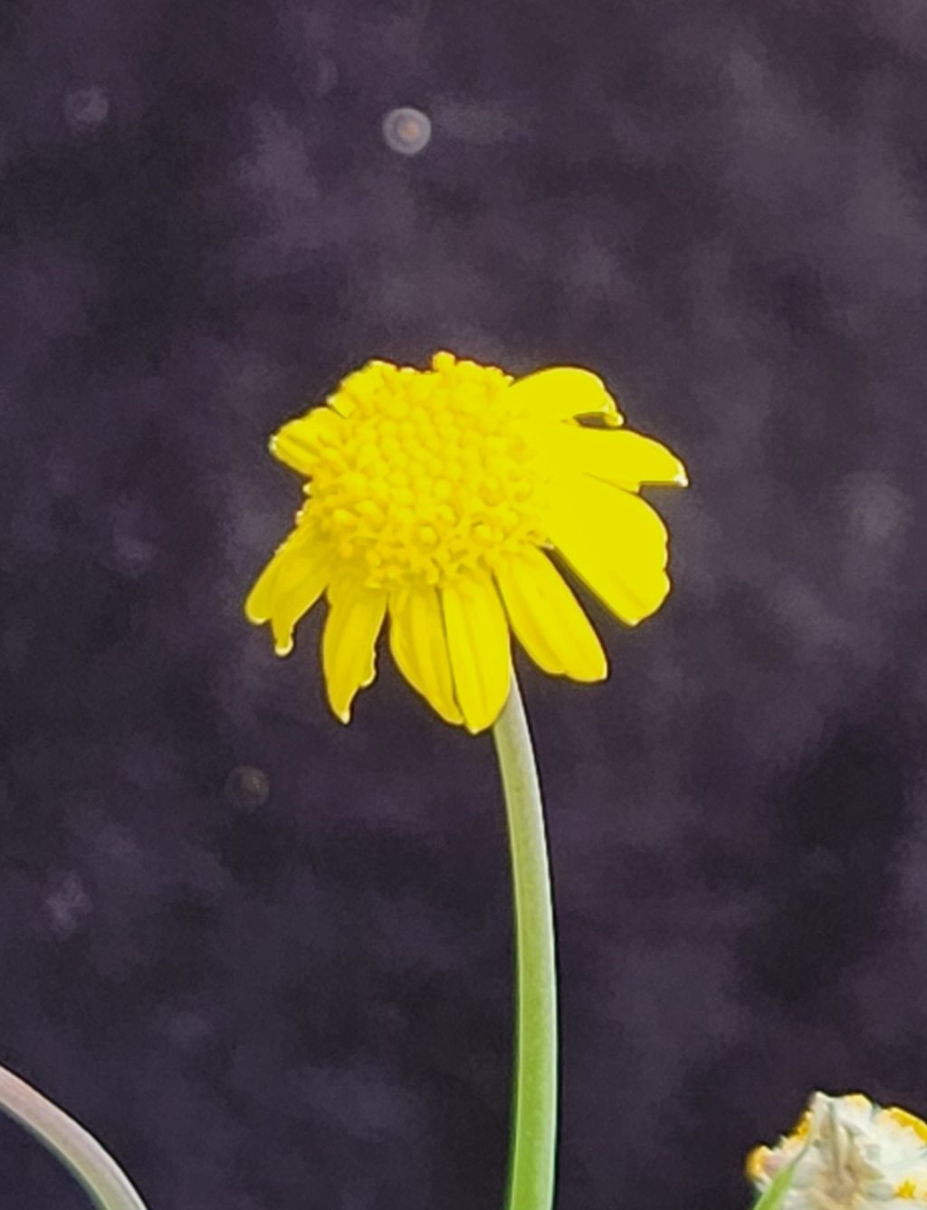 오쏘 이미지
