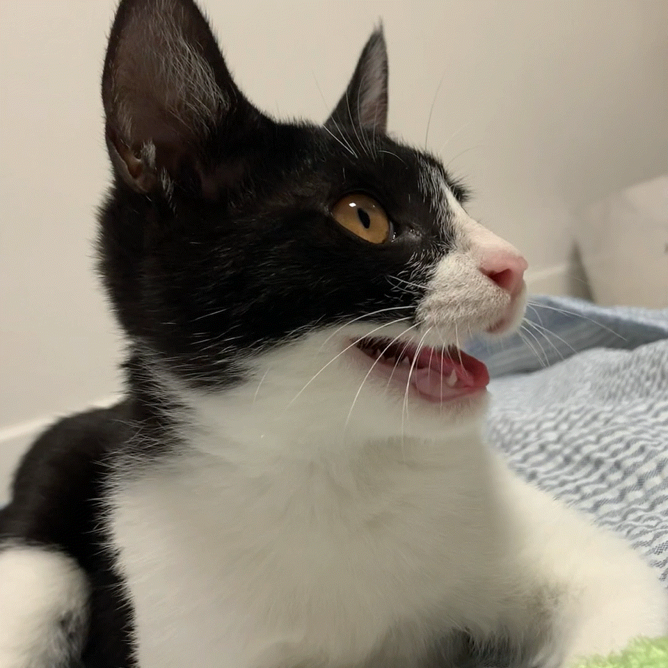 우리 집에 진짜 골 때리는 고양이가 있는데 함 봐봐 너네 동영상 안보니까 내가 움짤 쪄옴🥺 | 인스티즈