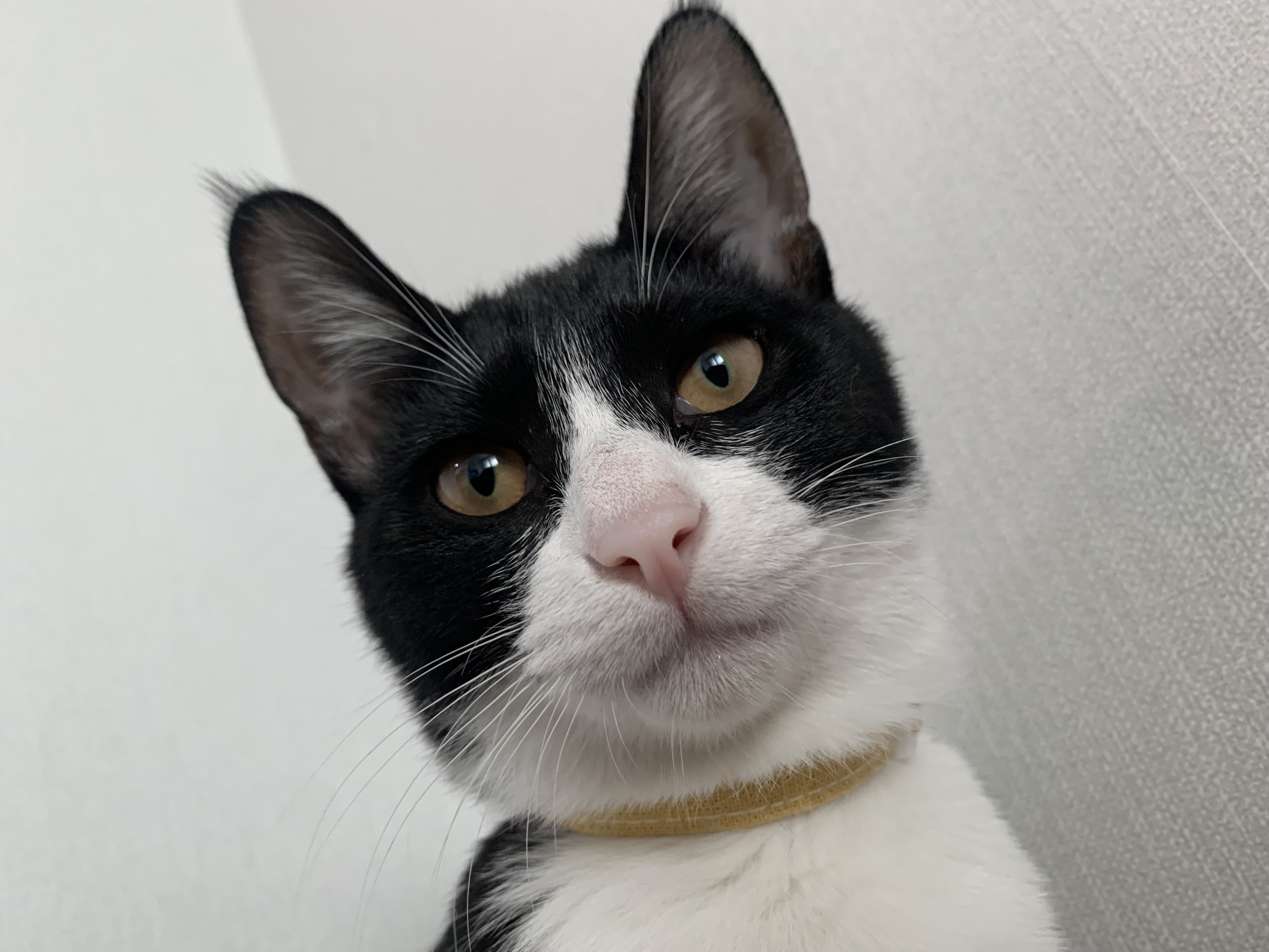 우리 집에 진짜 골 때리는 고양이가 있는데 함 봐봐 너네 동영상 안보니까 내가 움짤 쪄옴🥺 | 인스티즈