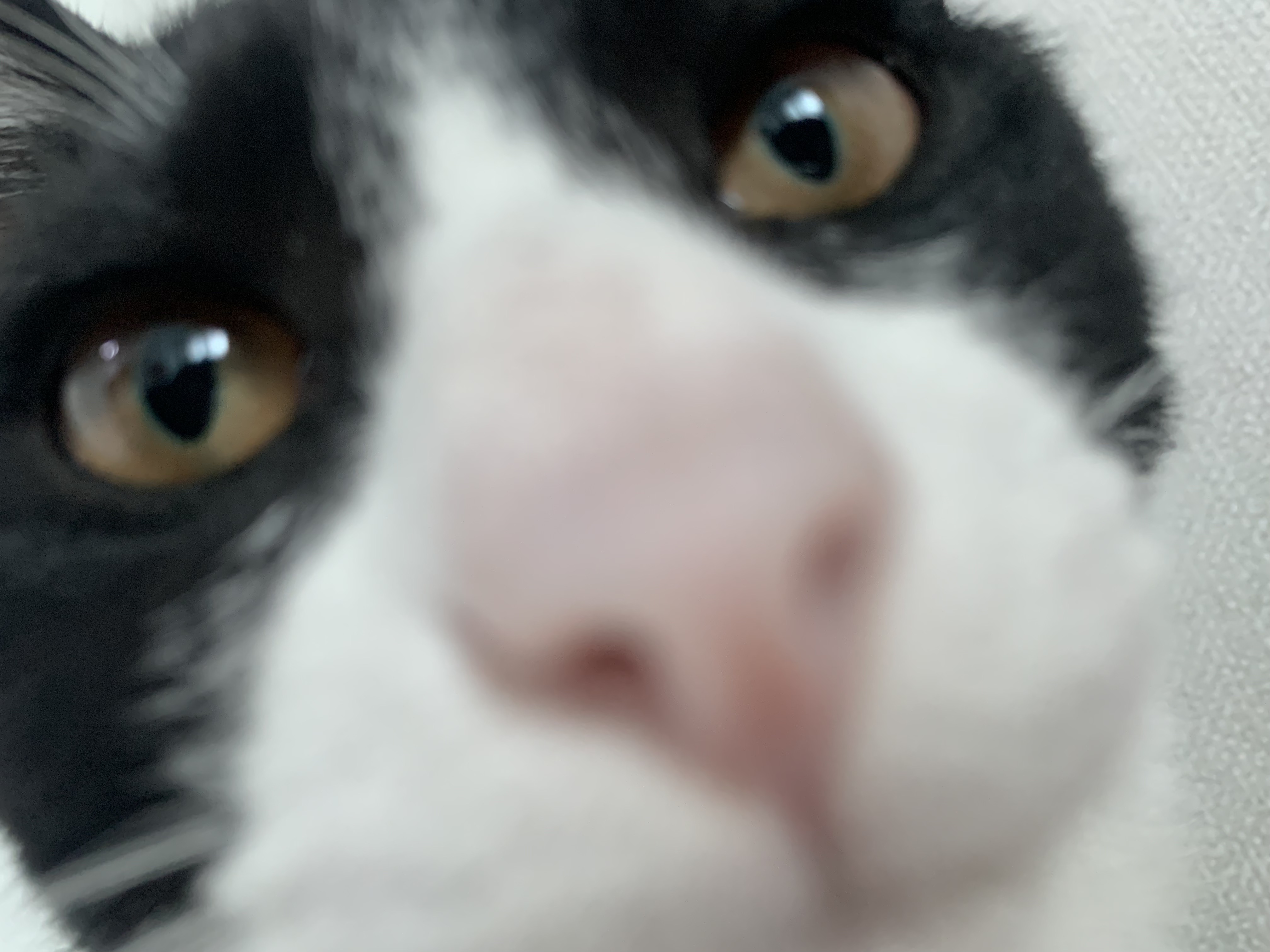 우리 집에 진짜 골 때리는 고양이가 있는데 함 봐봐 너네 동영상 안보니까 내가 움짤 쪄옴🥺 | 인스티즈