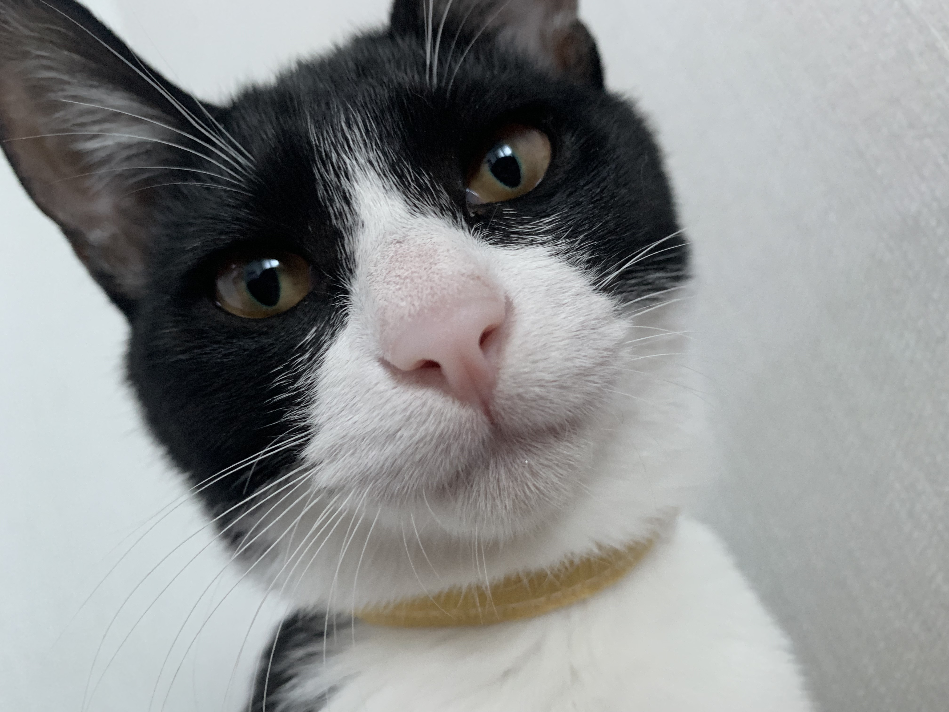 우리 집에 진짜 골 때리는 고양이가 있는데 함 봐봐 너네 동영상 안보니까 내가 움짤 쪄옴🥺 | 인스티즈