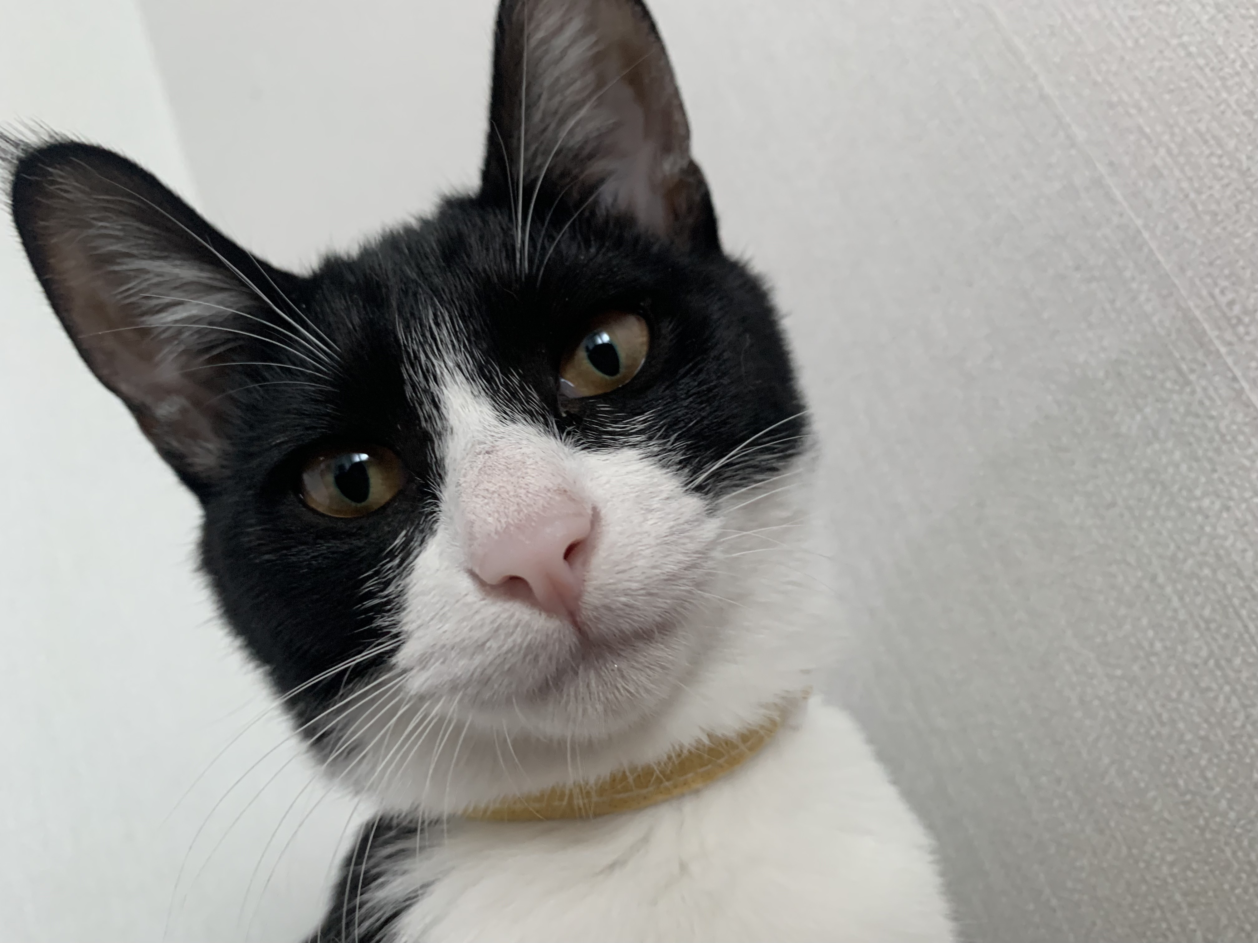 우리 집에 진짜 골 때리는 고양이가 있는데 함 봐봐 너네 동영상 안보니까 내가 움짤 쪄옴🥺 | 인스티즈