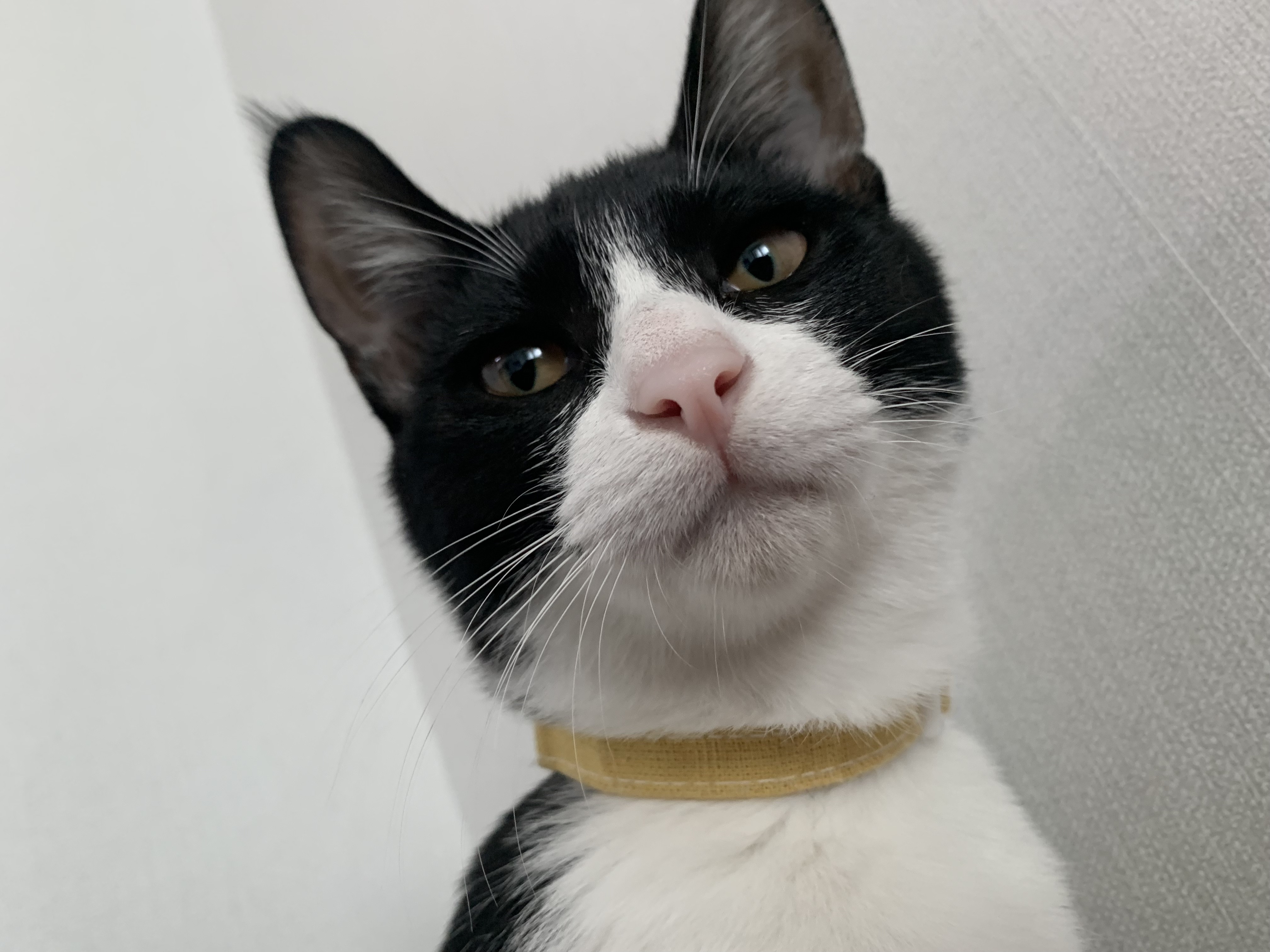 우리 집에 진짜 골 때리는 고양이가 있는데 함 봐봐 너네 동영상 안보니까 내가 움짤 쪄옴🥺 | 인스티즈