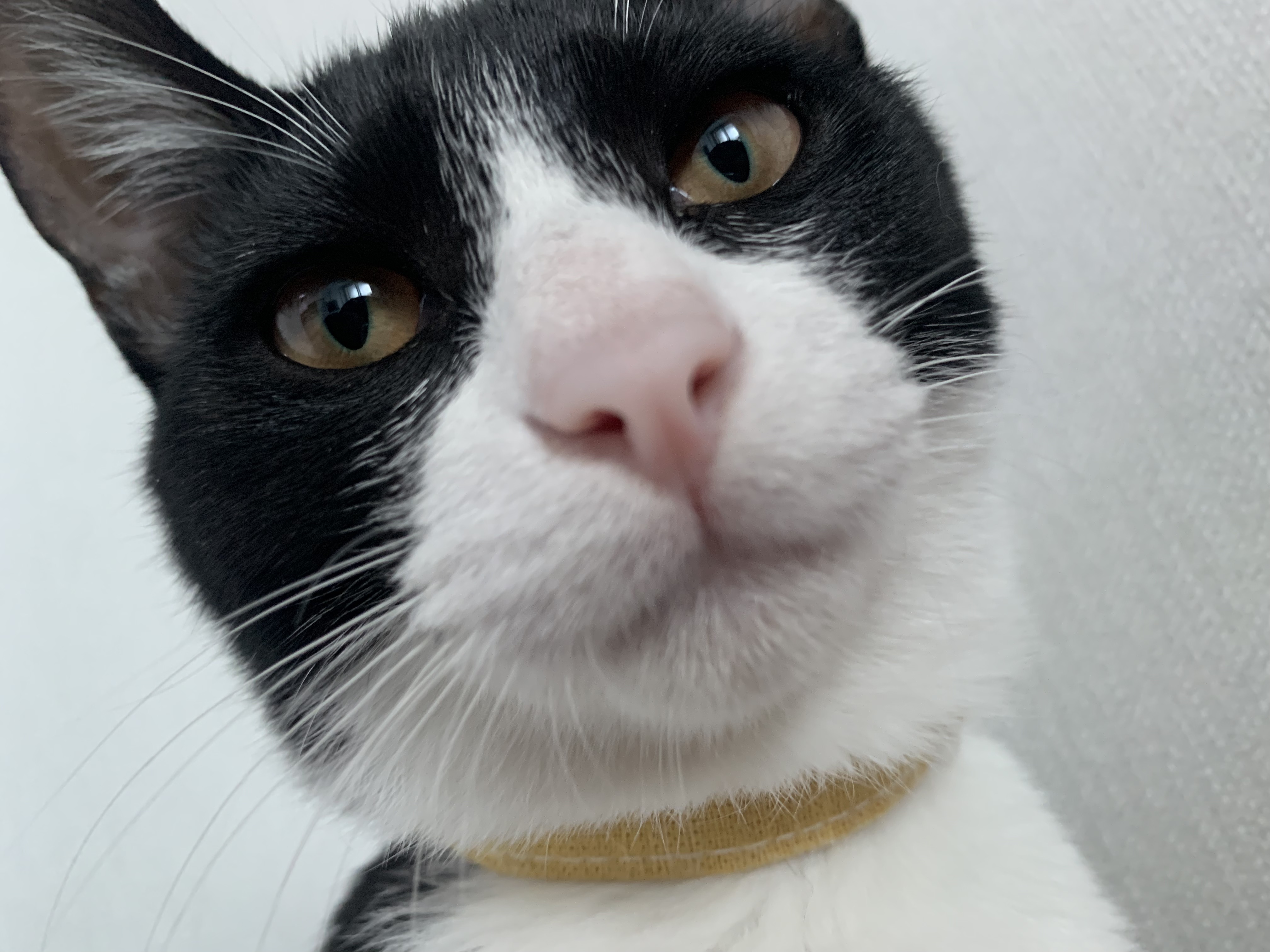 우리 집에 진짜 골 때리는 고양이가 있는데 함 봐봐 너네 동영상 안보니까 내가 움짤 쪄옴🥺 | 인스티즈