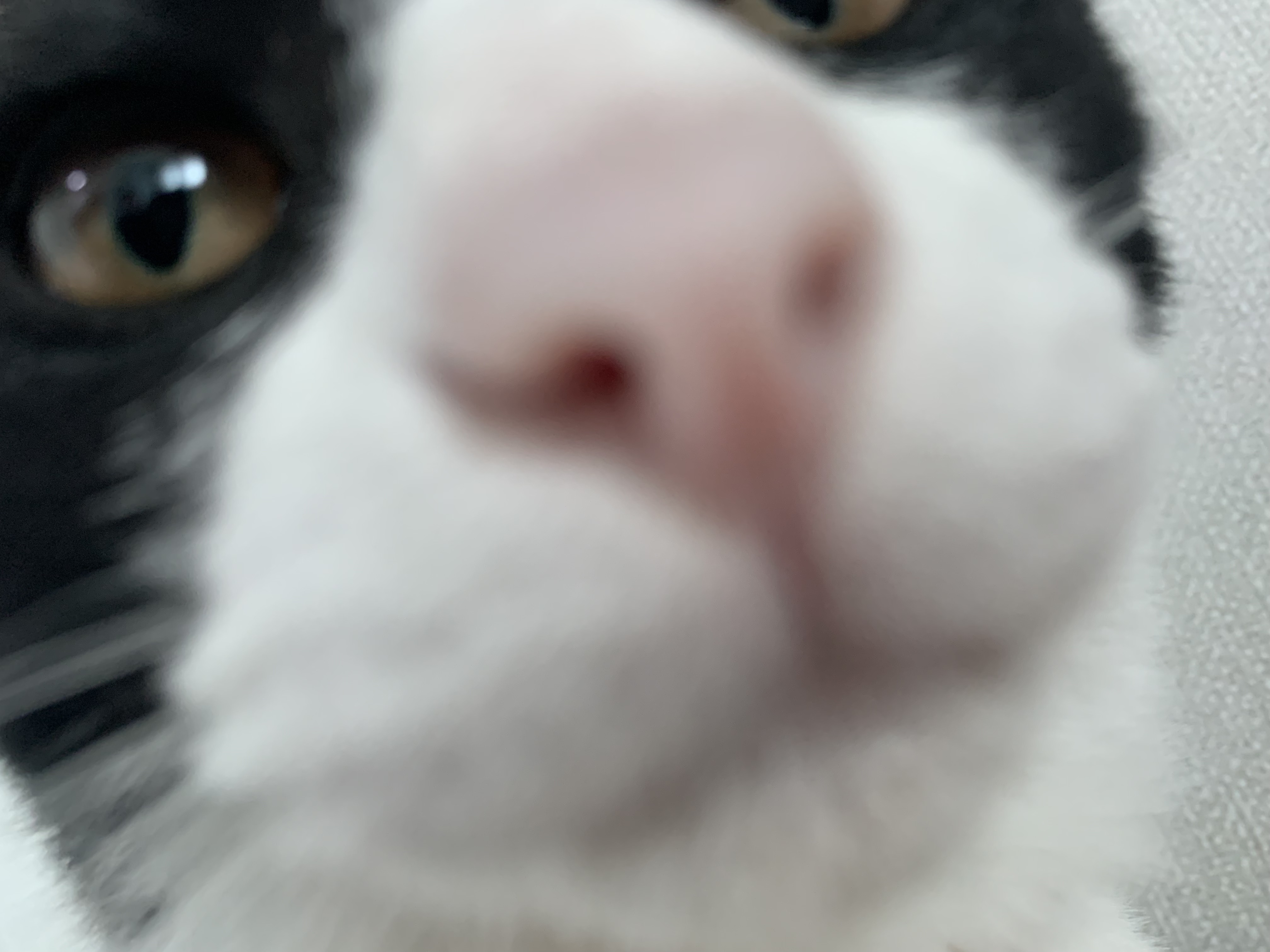 우리 집에 진짜 골 때리는 고양이가 있는데 함 봐봐 너네 동영상 안보니까 내가 움짤 쪄옴🥺 | 인스티즈