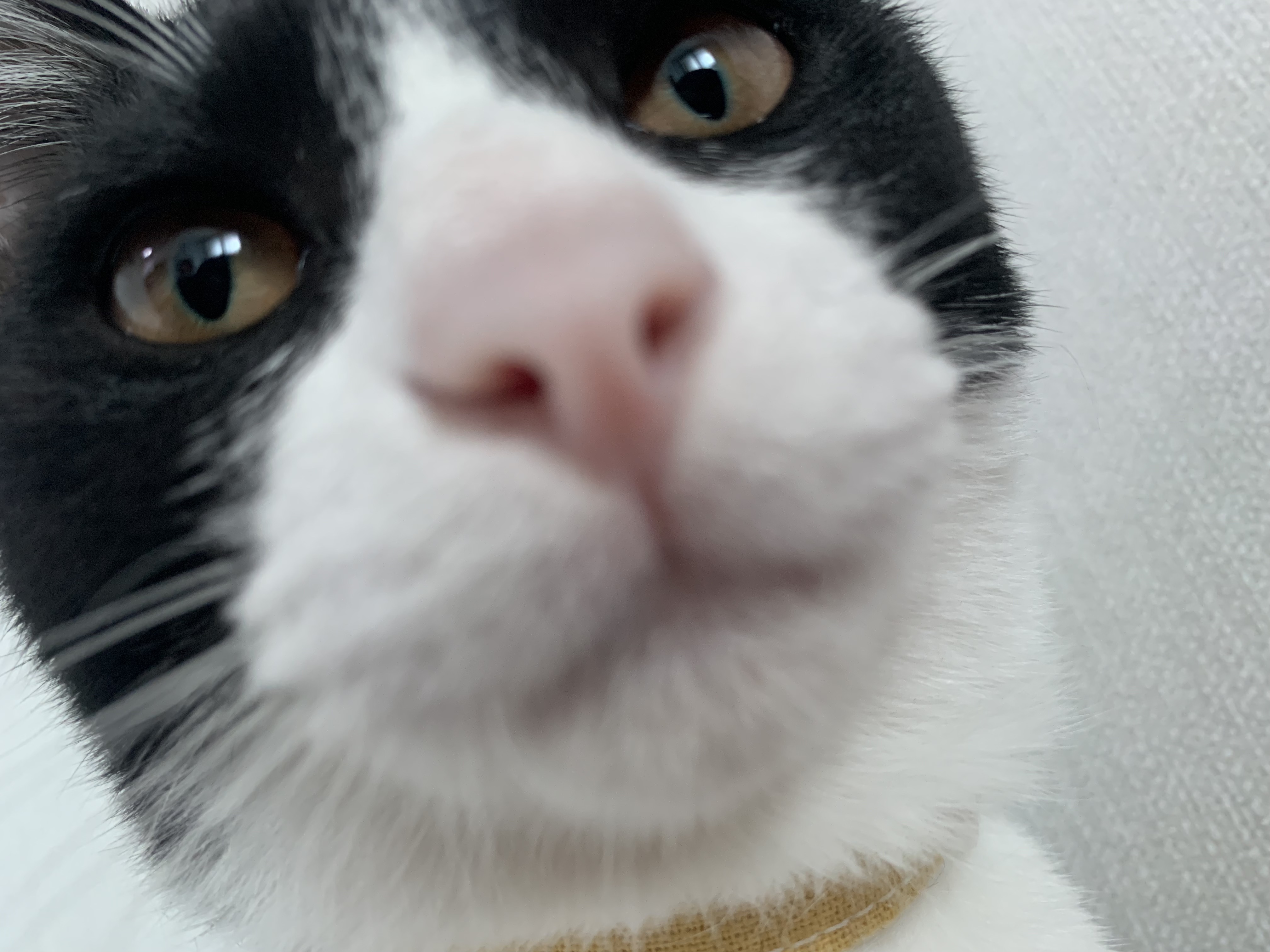 우리 집에 진짜 골 때리는 고양이가 있는데 함 봐봐 너네 동영상 안보니까 내가 움짤 쪄옴🥺 | 인스티즈