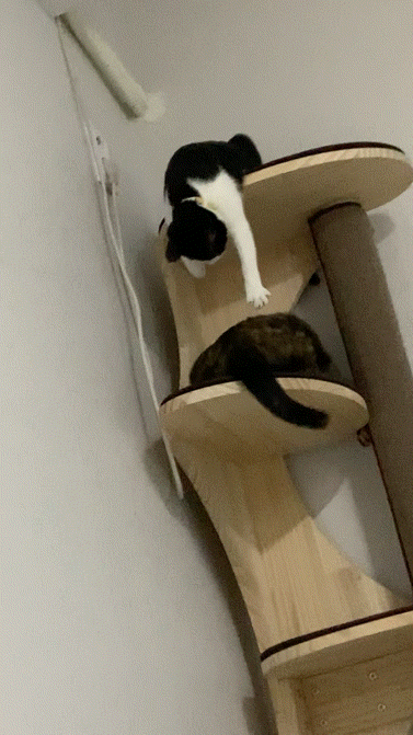 우리 집에 진짜 골 때리는 고양이가 있는데 함 봐봐 너네 동영상 안보니까 내가 움짤 쪄옴🥺 | 인스티즈