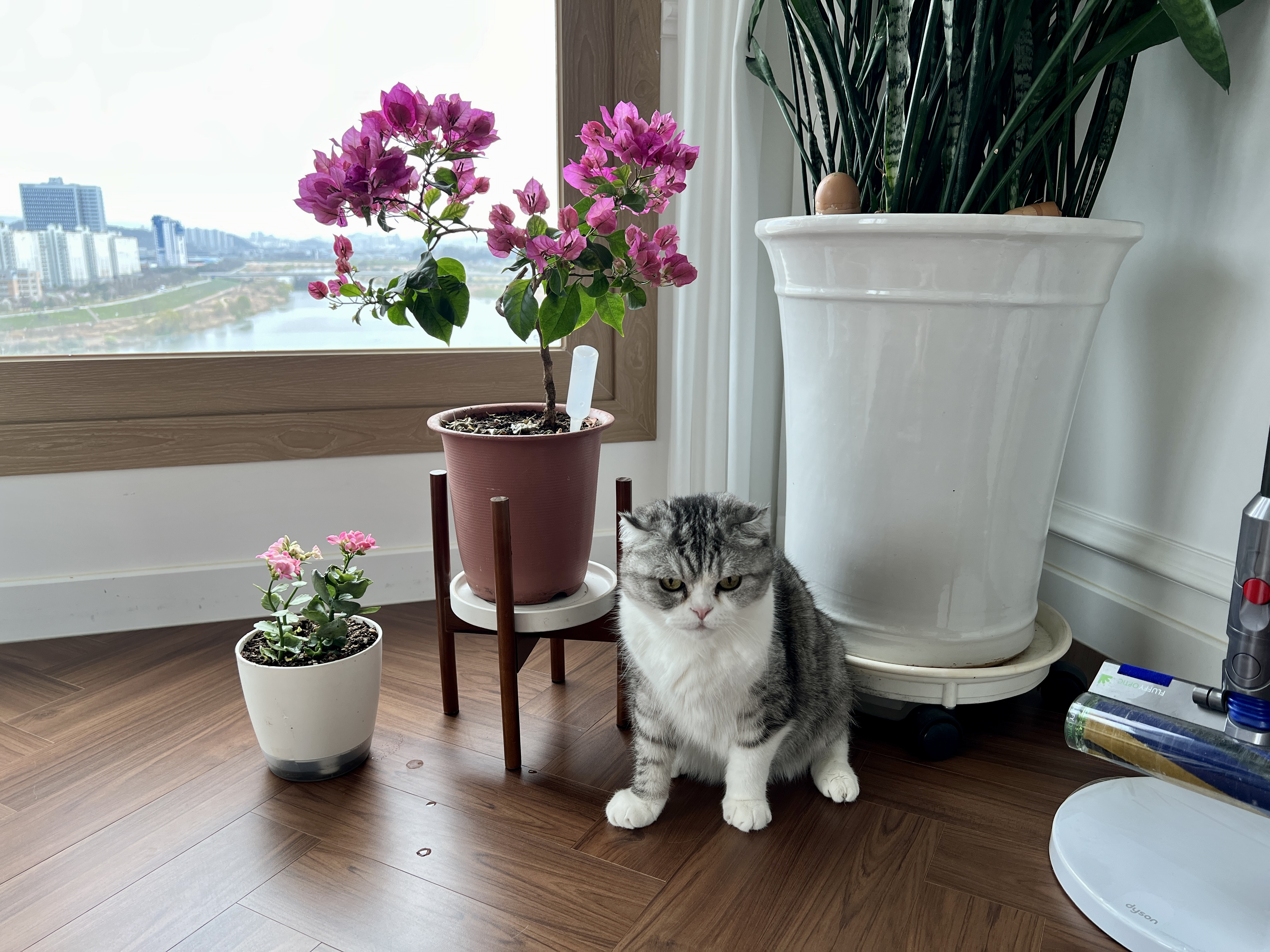 행복꽃 이미지