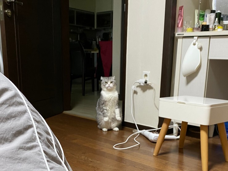 밀땅 이미지