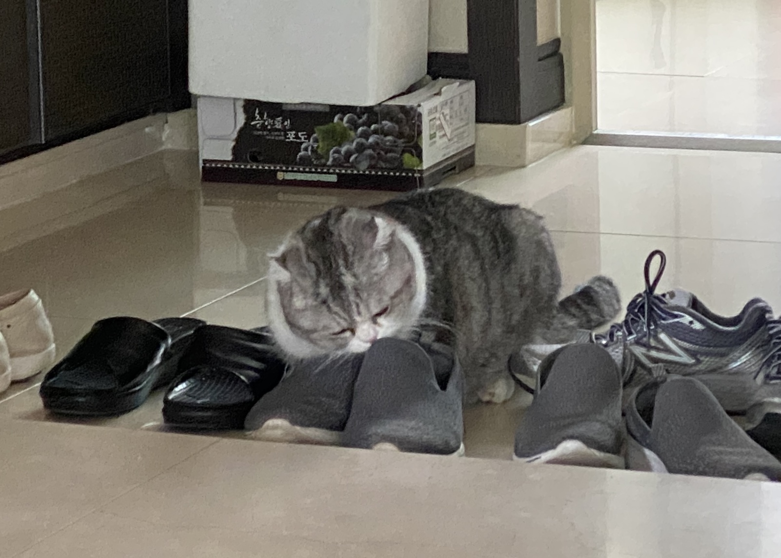 스멜 이미지