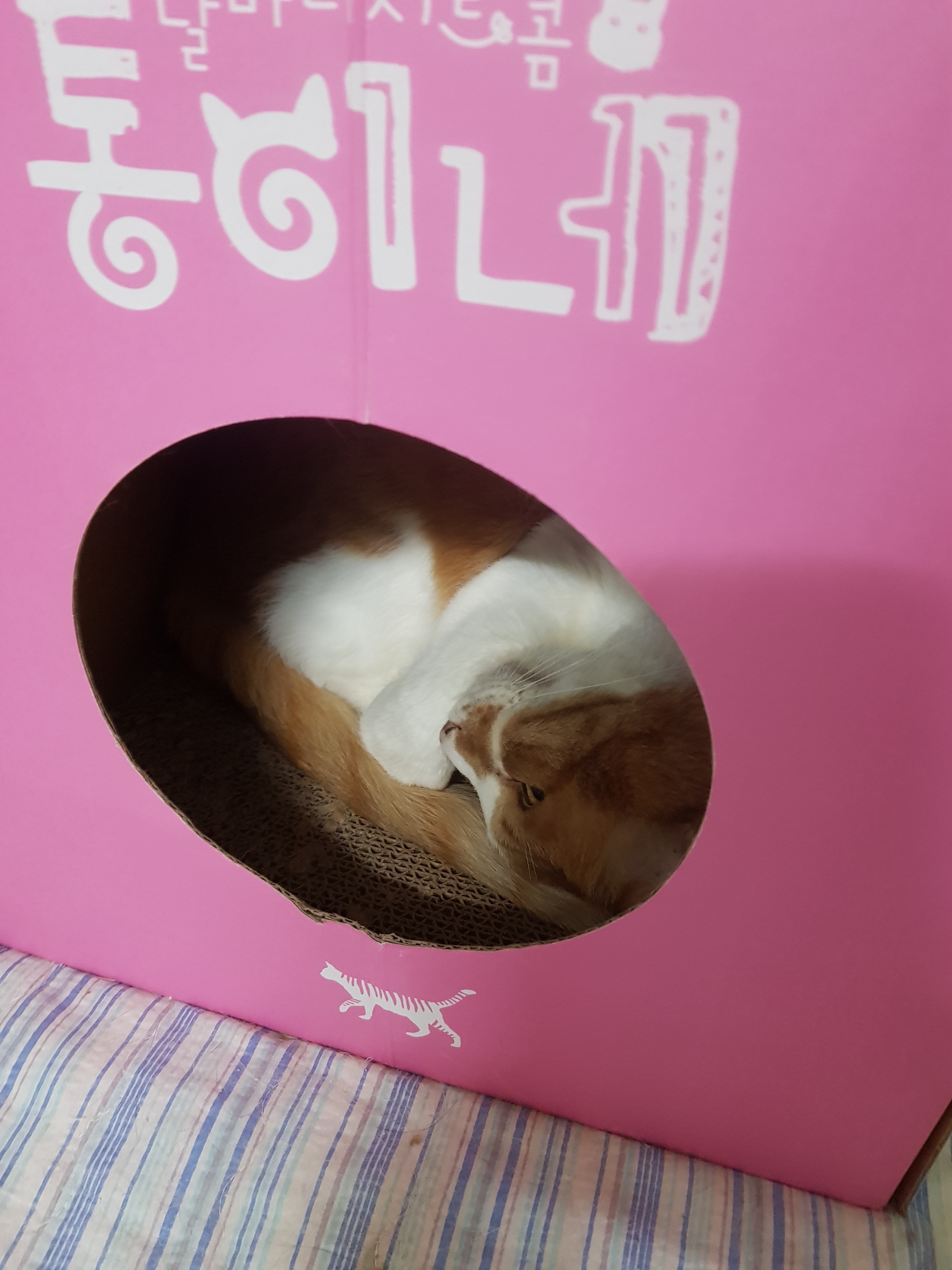 통이네집 이미지