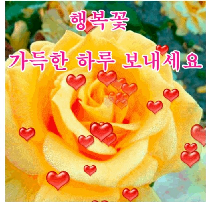 행복꽃 이미지