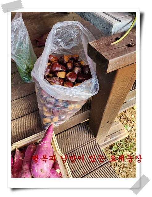 형제농장 이미지