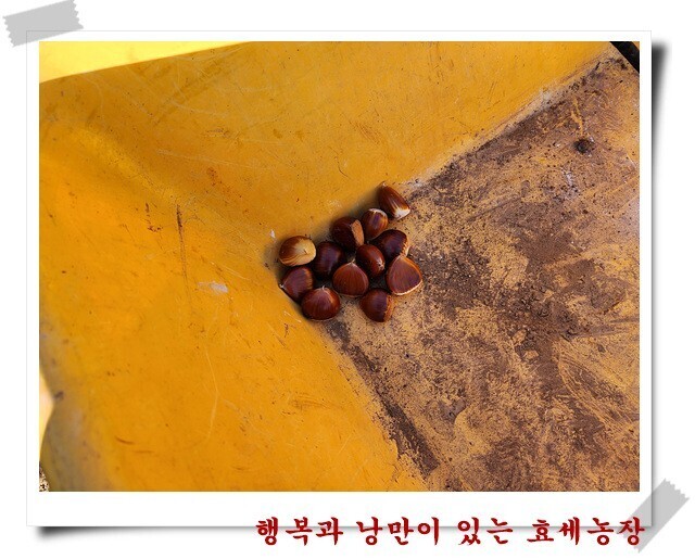 형제농장 이미지